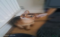Abyssinian cats for sale: 5✨TICA Beautiful Abyssinian Kittens - Image 12