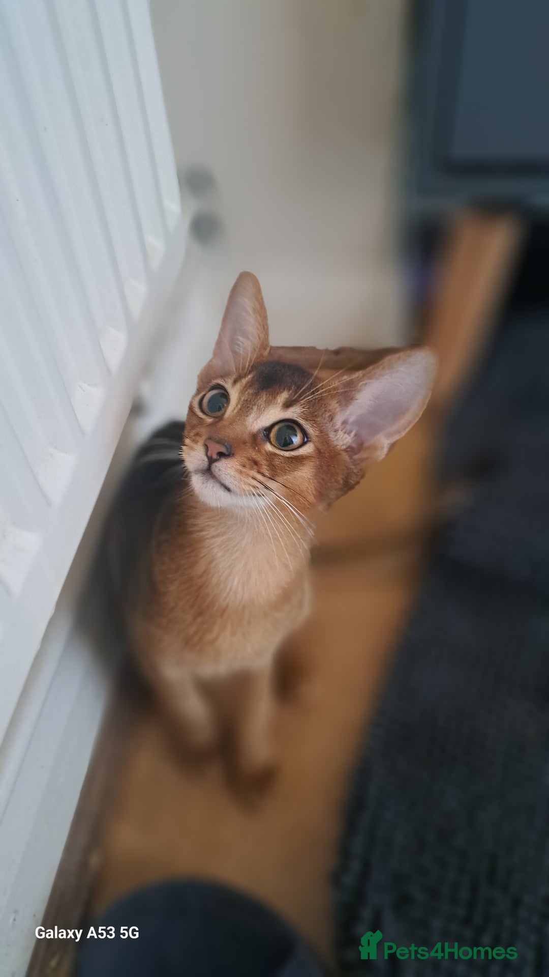 Abyssinian cats for sale: 5✨TICA Beautiful Abyssinian Kittens - Image 12