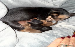 Chihuahua dogs for sale: Beautiful little Chi ready to reserve  - Image 9