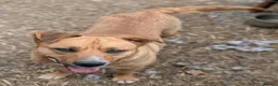 Mixed Breed dogs for adoption: Zelda  in Birmingham - Advert 4