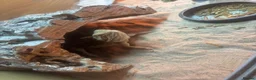 Dragon reptiles for sale: Rankin dragon 2 years old for sale  - Advert 2