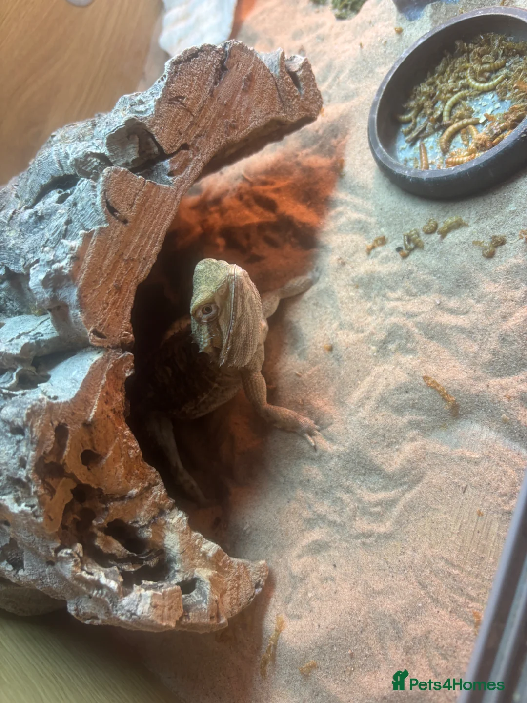 Dragon reptiles for sale: Rankin dragon 2 years old for sale  - Advert 2
