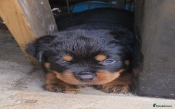 Rottweiler dogs for sale: Rottweiler Puppies in Great Yarmouth - Image 26