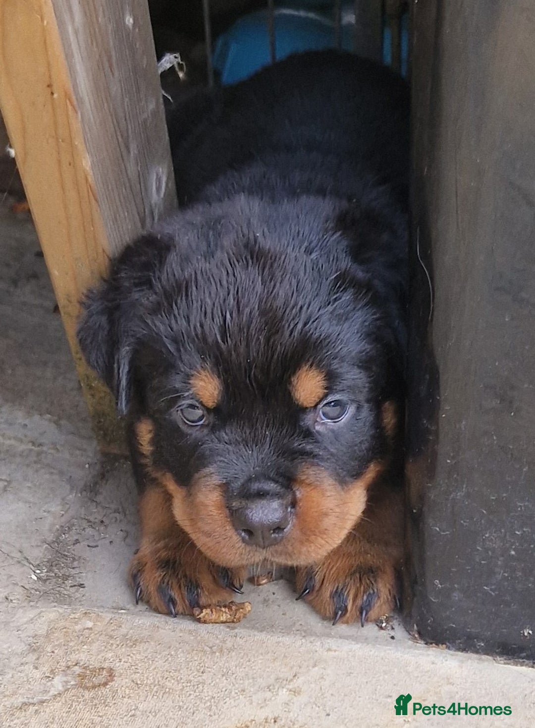 Rottweiler dogs for sale: Rottweiler Puppies in Great Yarmouth - Image 26