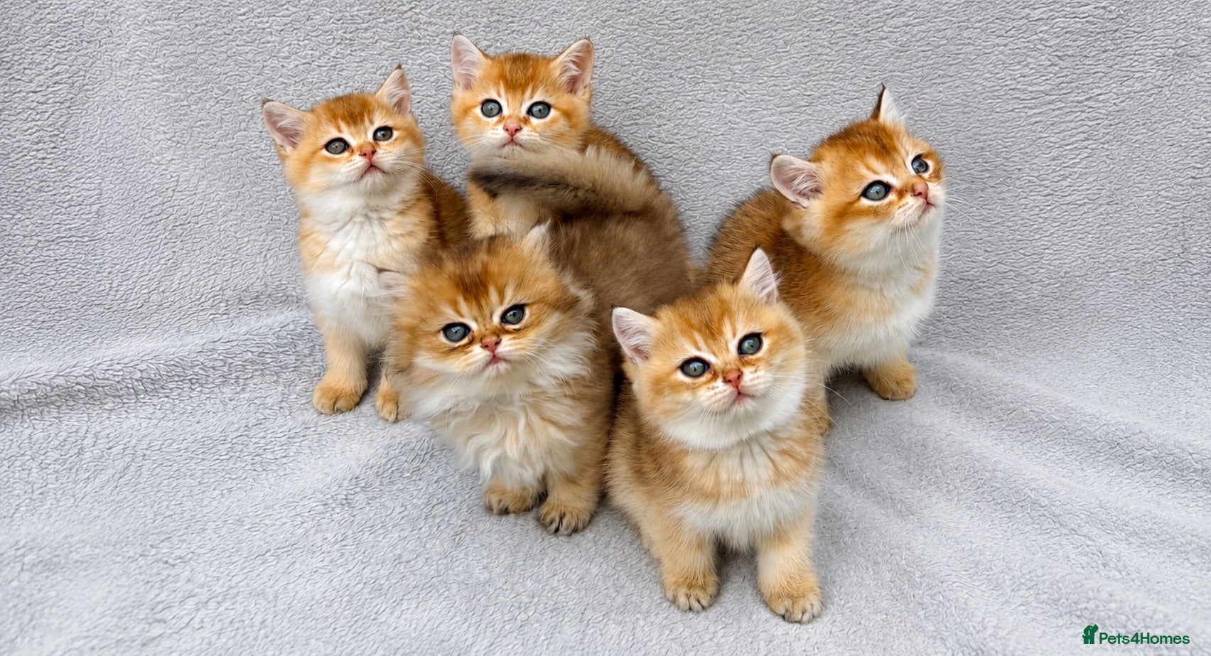 British Shorthair cats ✨Pedigree golden British shorthair NY12 chinchilla - Advert 1
