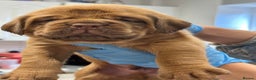 Dogue De Bordeaux dogs for stud: Kc registered Beautiful dogue for stud !! in Rochdale - Advert 8