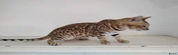 Bengal cats for sale: Bengal kitten - Advert 2