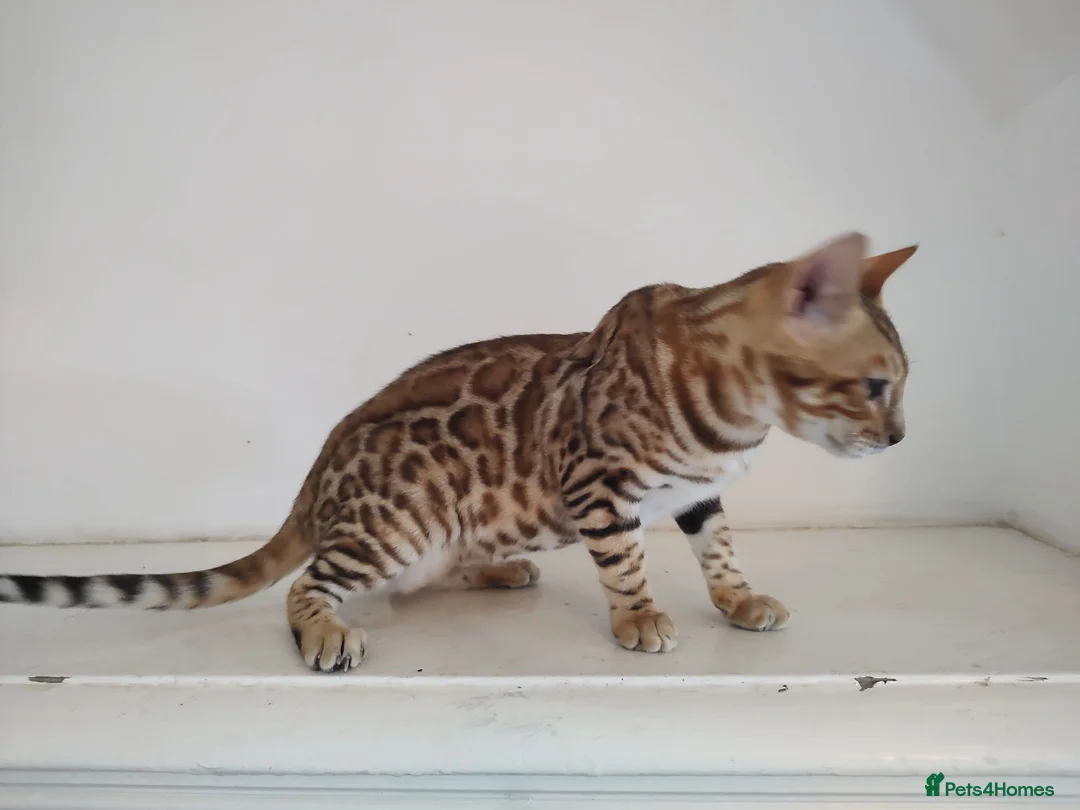 Bengal cats for sale: Bengal kitten - Advert 2