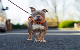 American Bully dogs for stud: Lilac tri pocket bully  in Manchester - Image 1