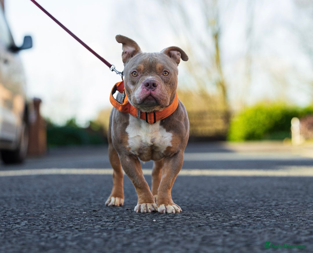 American Bully dogs for stud: Lilac tri pocket bully  in Manchester - Image 1