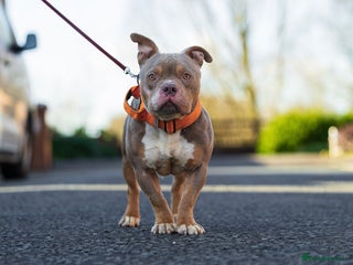 American Bully dogs in Manchester - Advert 5
