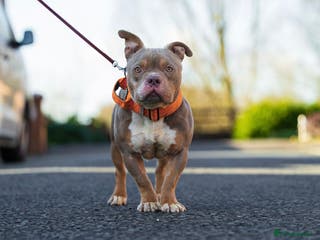 American Bully dogs Lilac tri pocket bully in Manchester - Advert 10