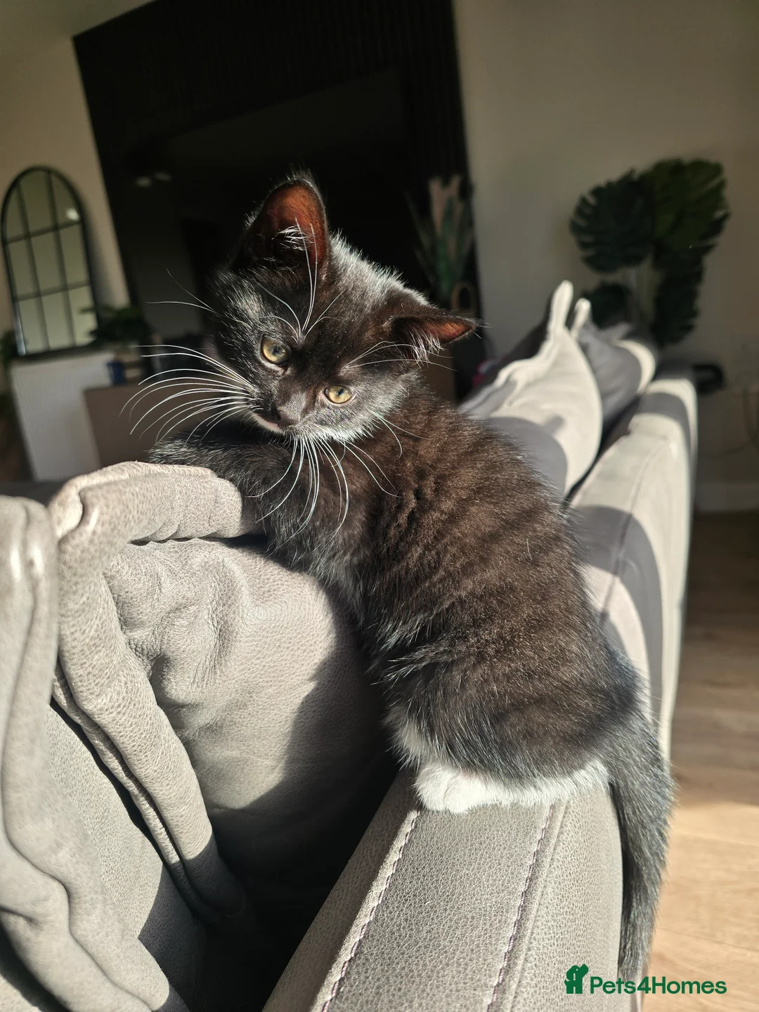 Mixed Breed cats for sale: Adorable Kittens (tri colour/ginger/tuxedo) Ready in Sheffield - Advert 13