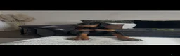 Dobermann dogs for sale: Kc registered Doberman pups top pedigrees  - Advert 8