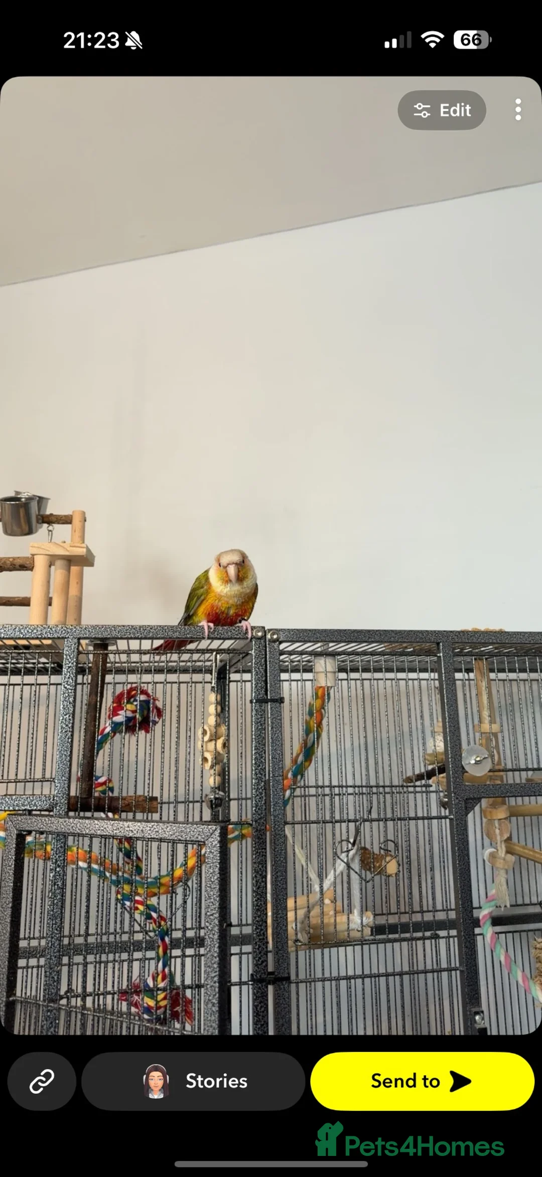 Conures birds for sale: Monty the Conure! in Barnsley - Advert 2