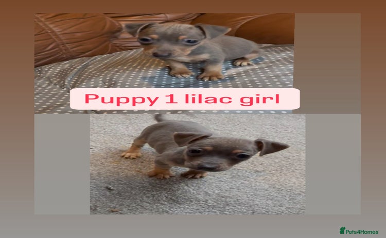 Jack Russell dogs - Advert 1