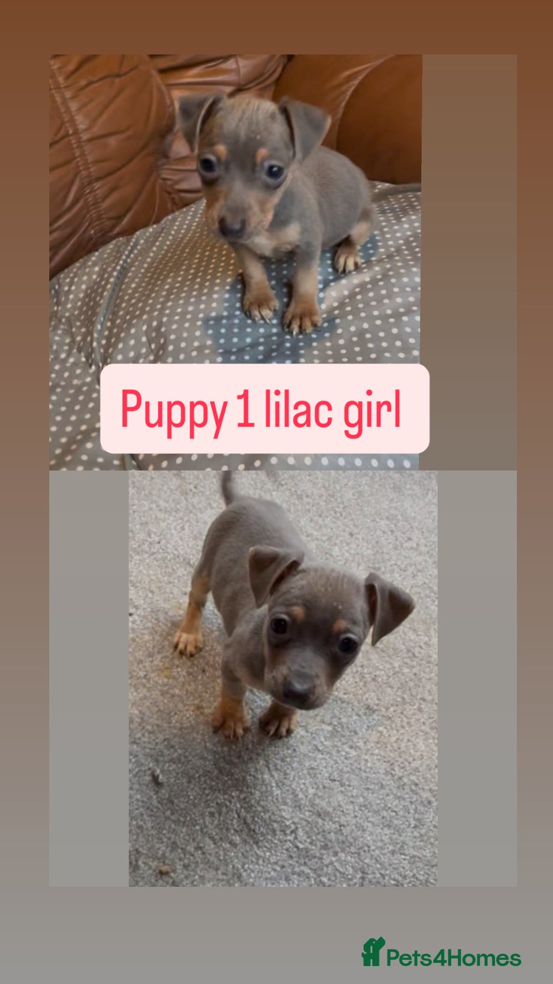 Jack Russell dogs for sale: 3 beautiful barney paws and much Wenlock jr pups - Image 1