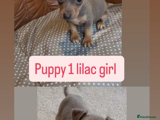 Jack Russell dogs - Advert 22