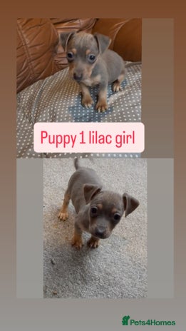 Jack Russell dogs - Advert 13