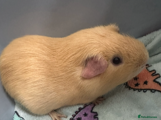 Guinea Pig rodents - Advert 1