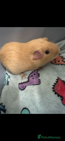 Guinea Pig rodents - Advert 2