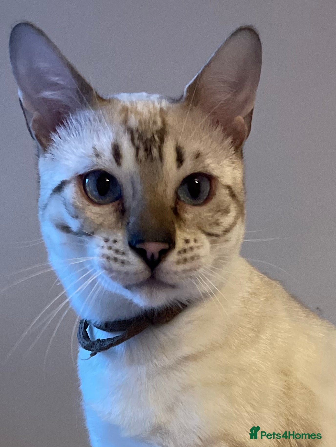 Bengal cats Outstanding pedigree Bengals - Advert 1