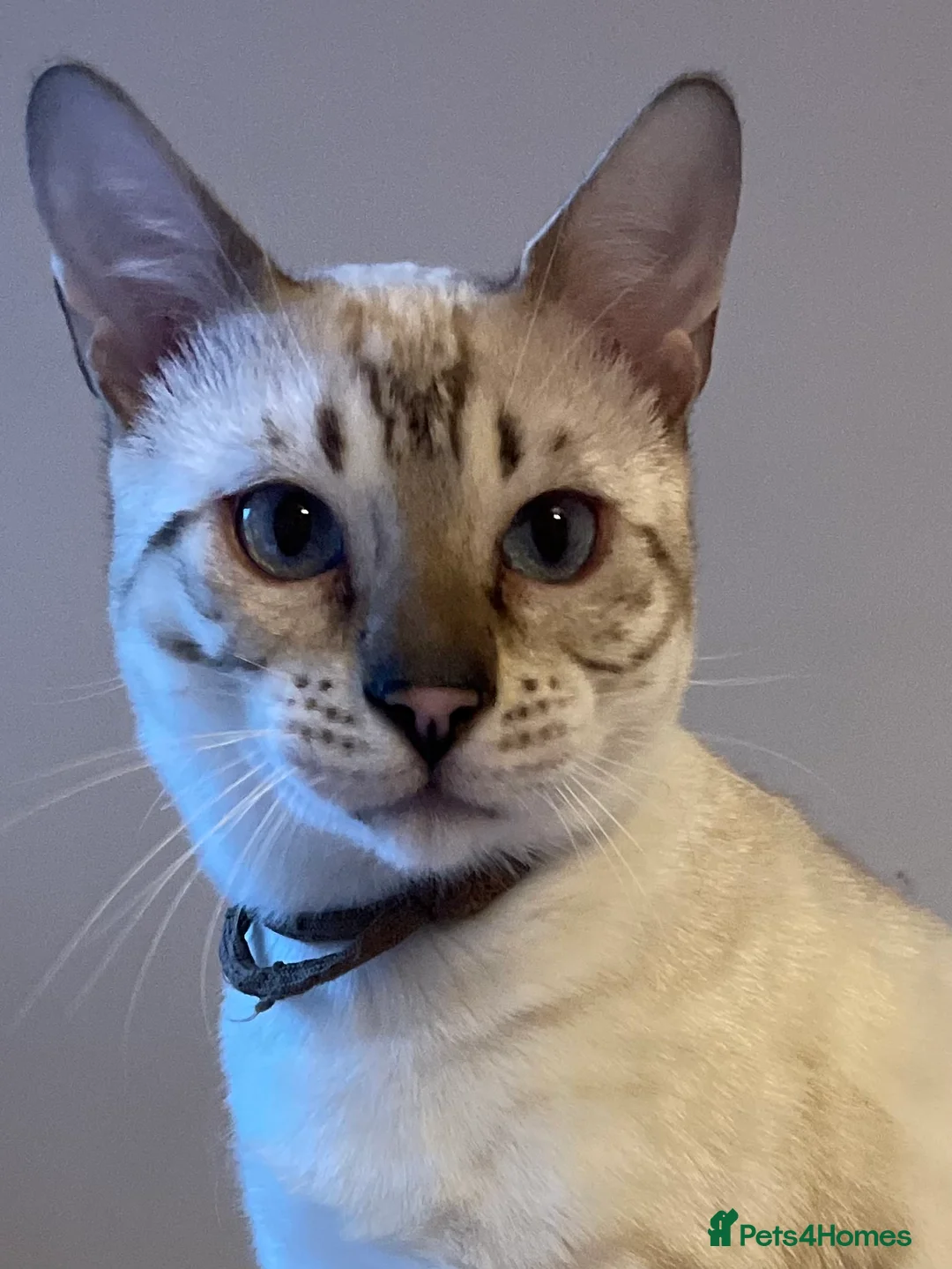 Bengal cats for sale: Outstanding pedigree Bengals - Advert 22