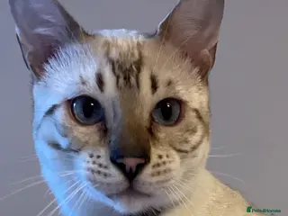 Bengal cats Outstanding pedigree Bengals - Advert 1