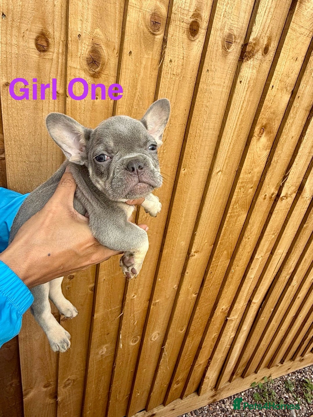 French Bulldog dogs for sale: French Bulldog Puppies - Image 2