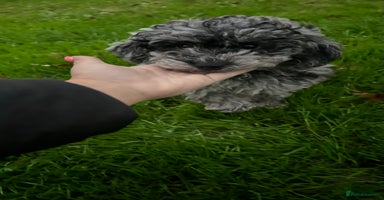 Mixed Breed dogs - Advert 4