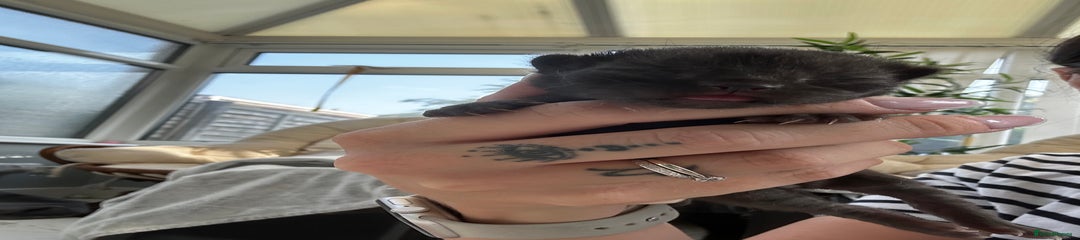 Dennis 