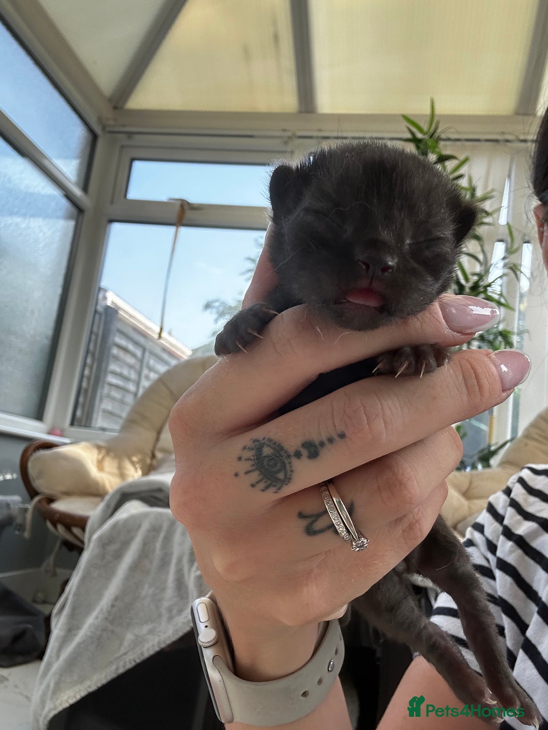 Mixed Breed cats for sale: Stunning surprises  - Image 3