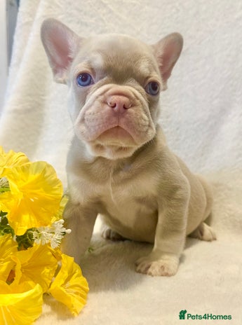 French Bulldog dogs - Advert 13