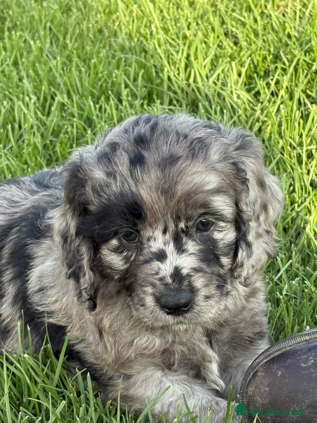 Sproodle dogs for sale: Adorable Sproodle Pups - Image 4