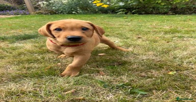 Labrador Retriever dogs - Advert 6