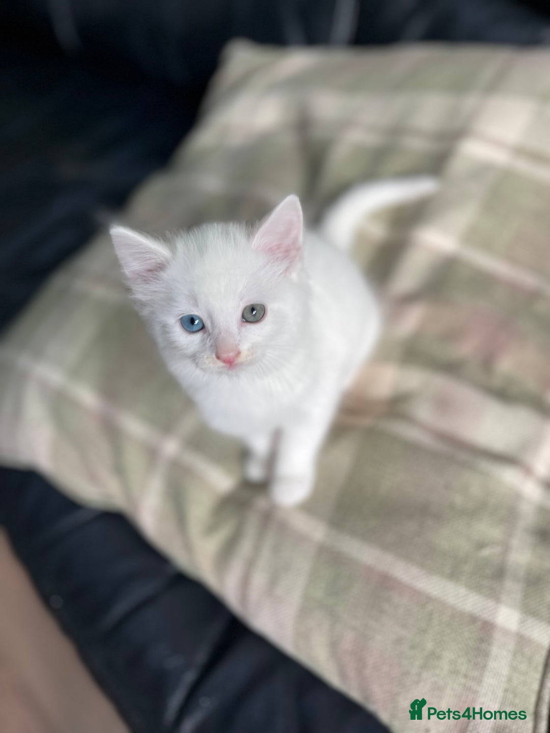 Mixed Breed cats for sale: Beautiful mixed kittens long and shorty hair - Advert 7