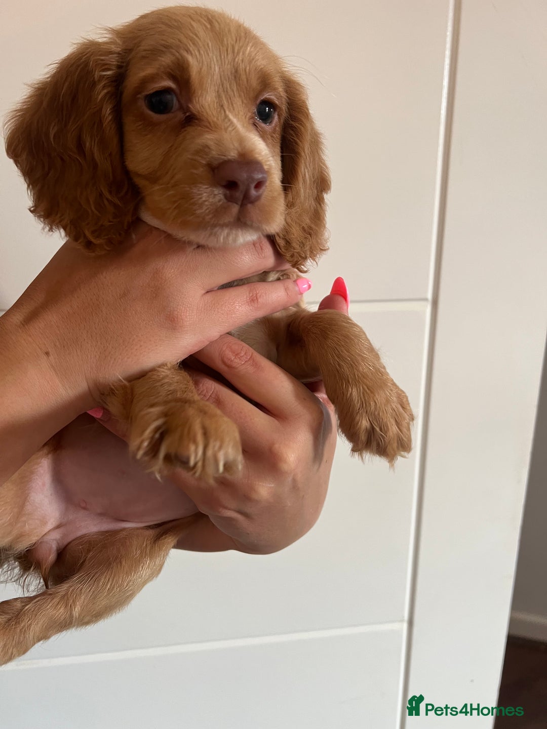 Cocker Spaniel dogs for sale: 2 female purebred cocker spaniels - Image 17