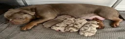 American Bully dogs for sale: Top quality pocket bully pups for sale.  - Advert 13
