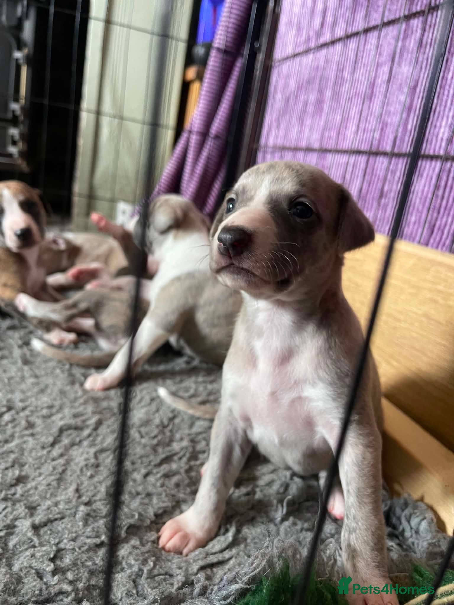 Whippet dogs Beautiful Whippet puppy's for sale - Advert 1