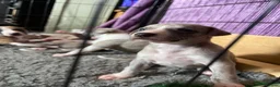 Whippet dogs for sale: Beautiful Whippet puppy's for sale - Advert 1