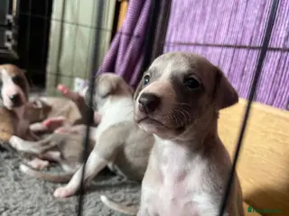 Whippet dogs Beautiful Whippet puppy's for sale - Advert 11