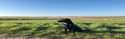 Labrador Retriever dogs for sale: KC registered black sporting Labrador puppies in Beverley - Advert 10