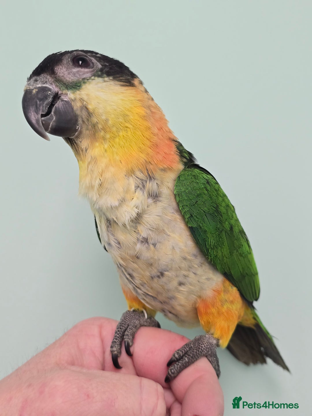 Parrots birds for sale: Cheeky Handreared Amazon's, Galah's & Caique's!!! - Advert 12