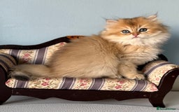 British Shorthair cats for sale: 🌟Adorable Pure BSH 5 kittens 🌟 - Image 23