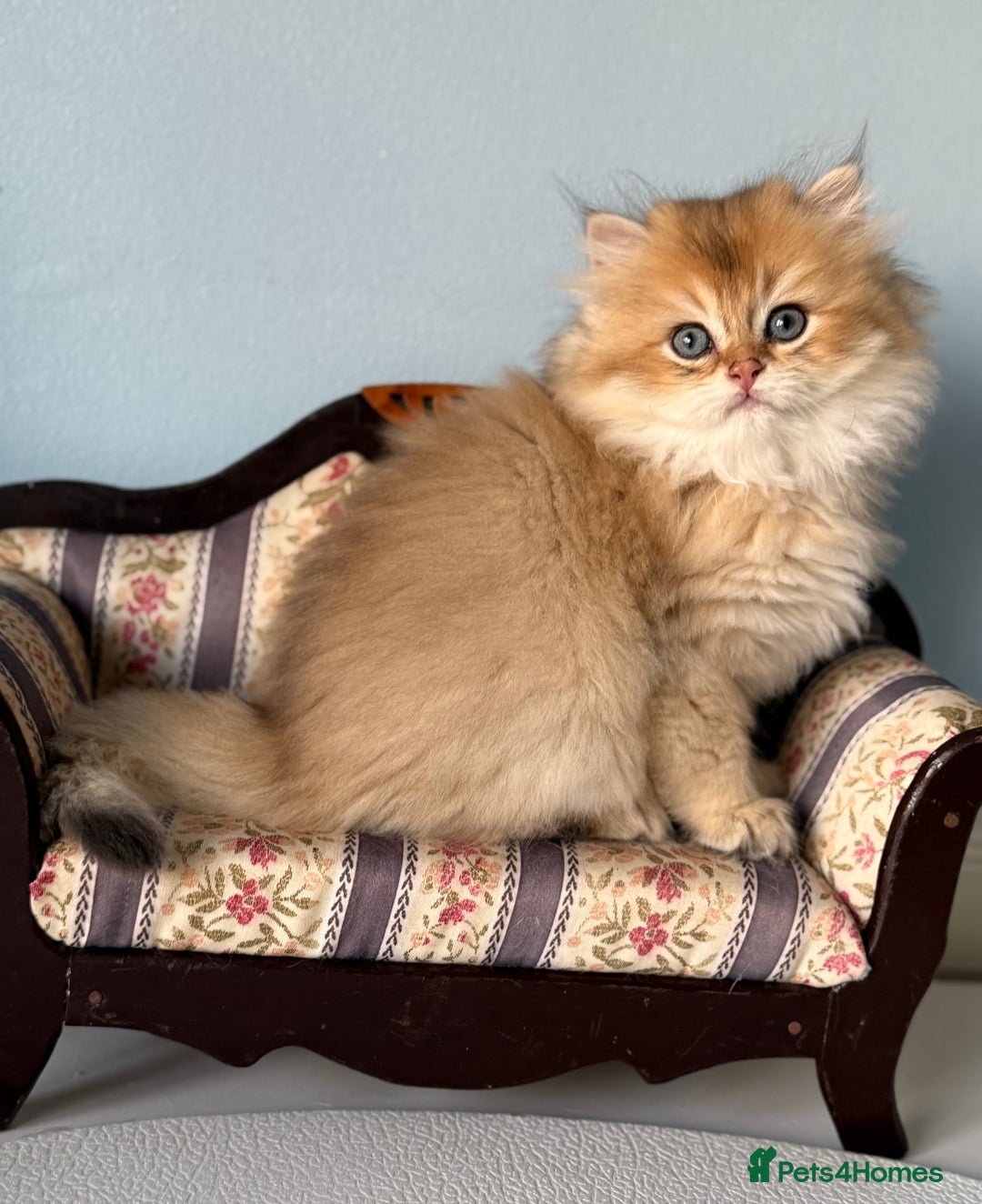 British Shorthair cats for sale: 🌟Adorable Pure BSH 5 kittens 🌟 - Image 23