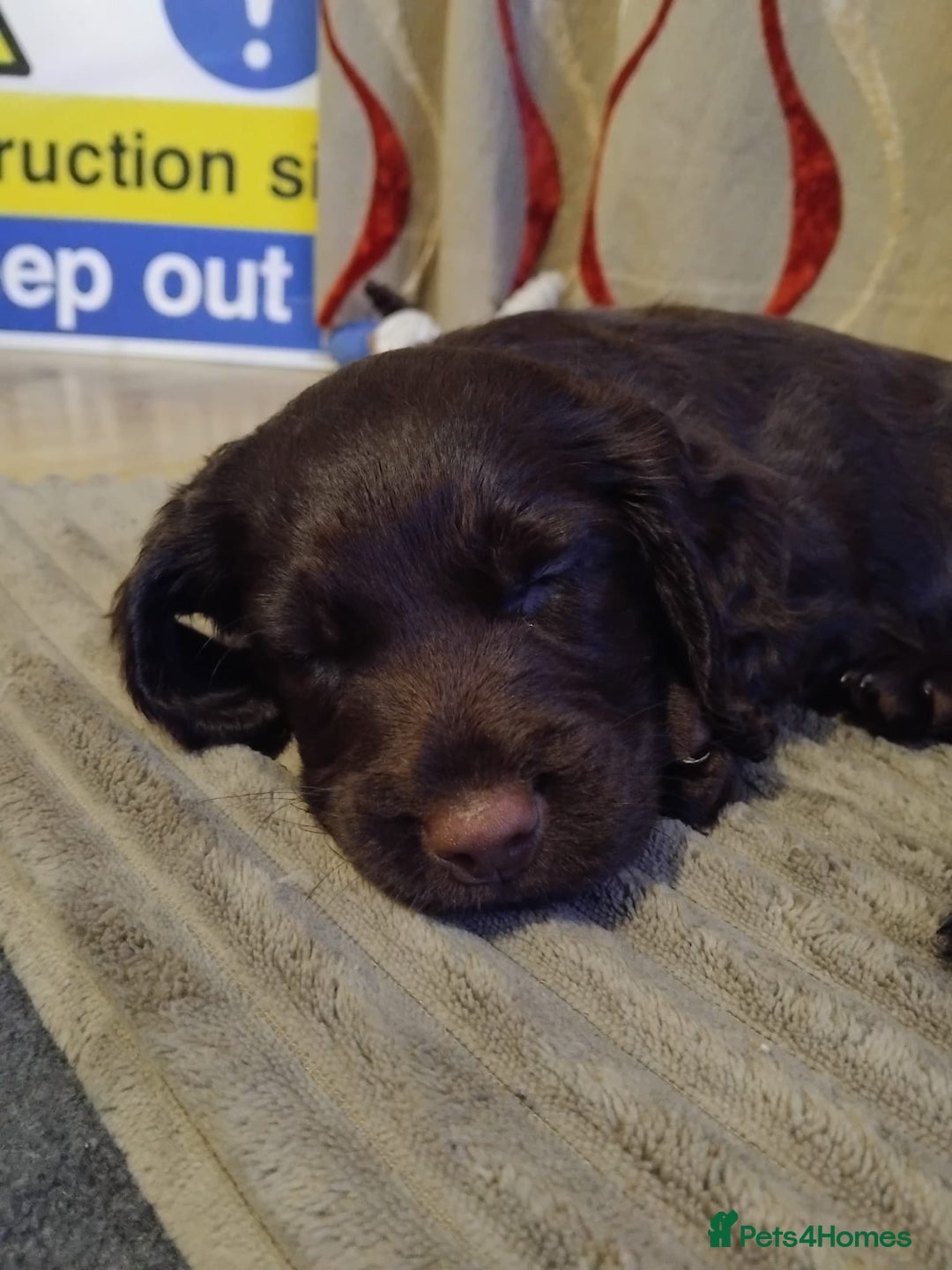 Cocker Spaniel dogs for sale: KC Registered Working Cocker Spaniel  - Advert 32