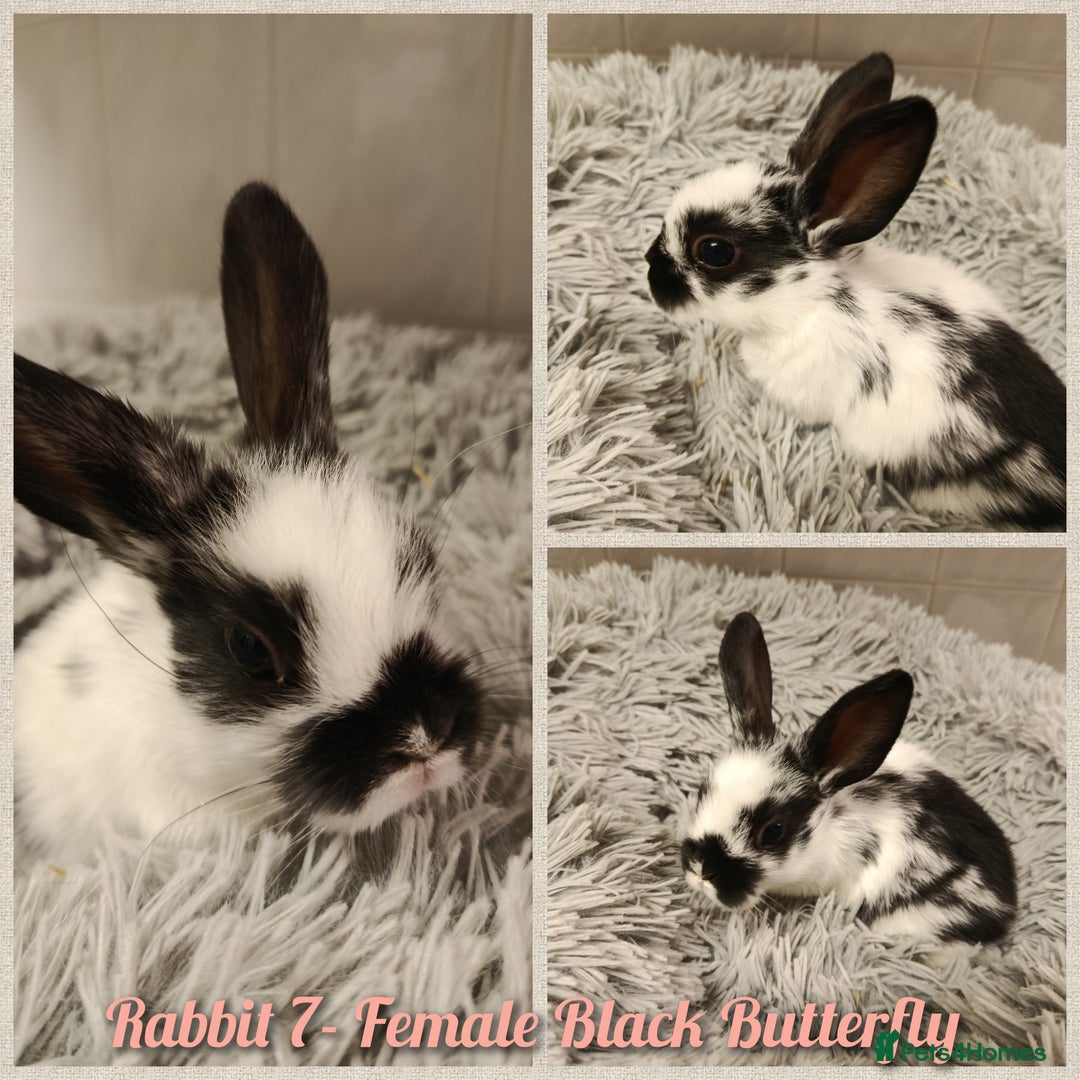 Mini Lop rabbits for sale: Beautiful Mini Lop Baby Rabbits  - Image 5