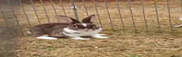 Rex rabbits for sale: Mini Rex Rabbits  - Advert 15