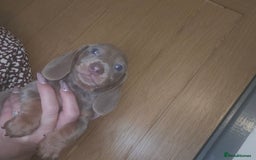 Miniature Dachshund dogs for sale: REDUCED !! Miniature dachshund puppies kc reg   - Image 25