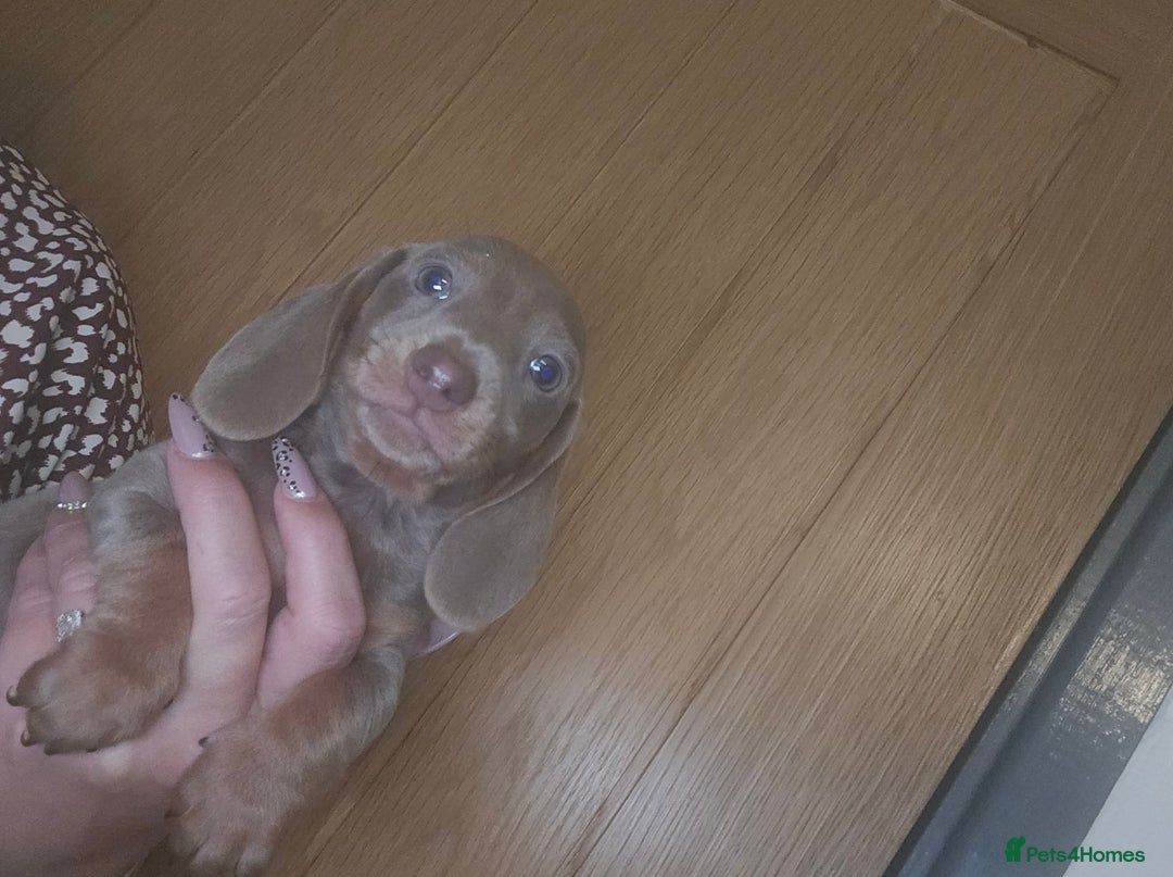 Miniature Dachshund dogs for sale: REDUCED !! Miniature dachshund puppies kc reg   - Image 25